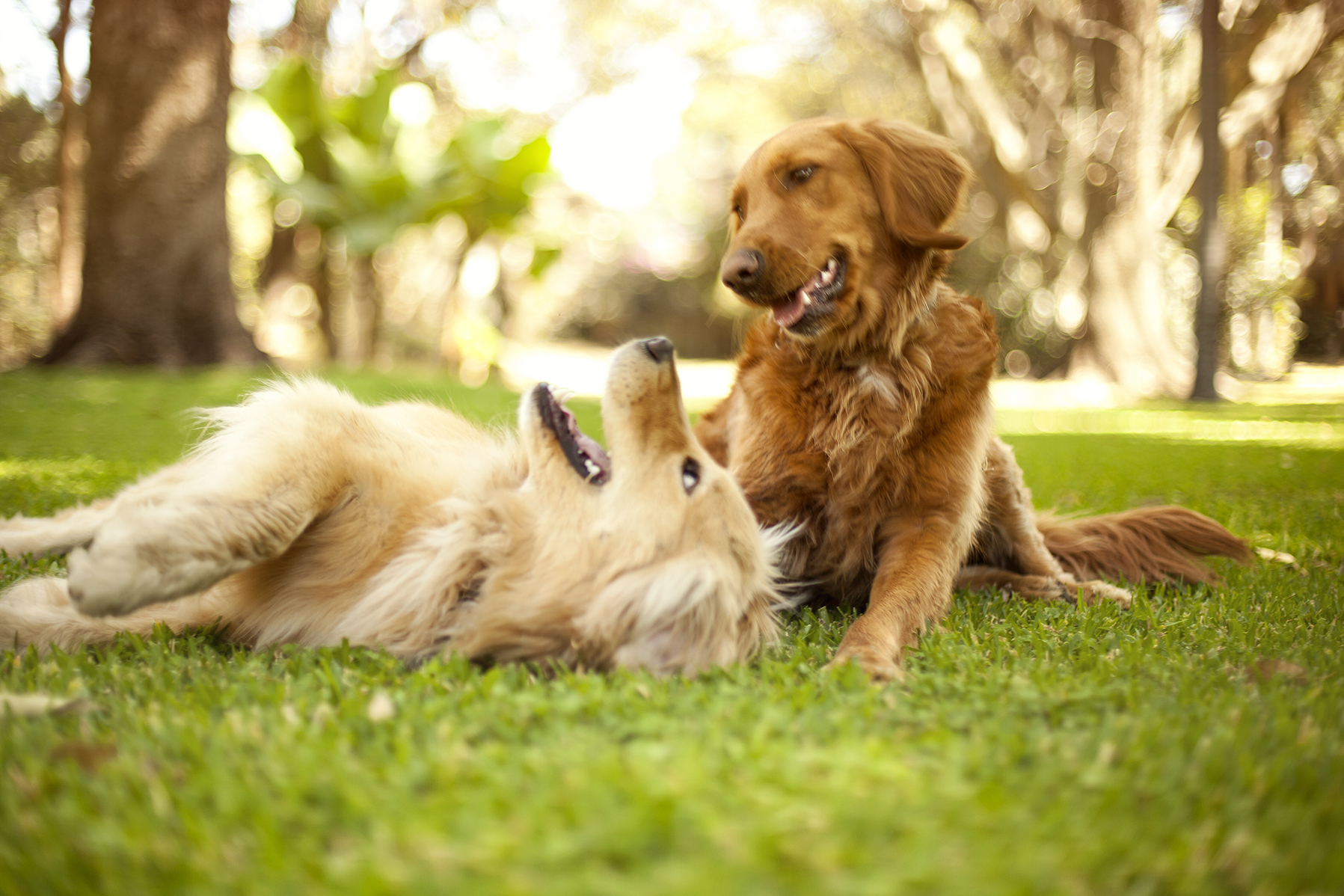 Do Dogs Improve Our Health?